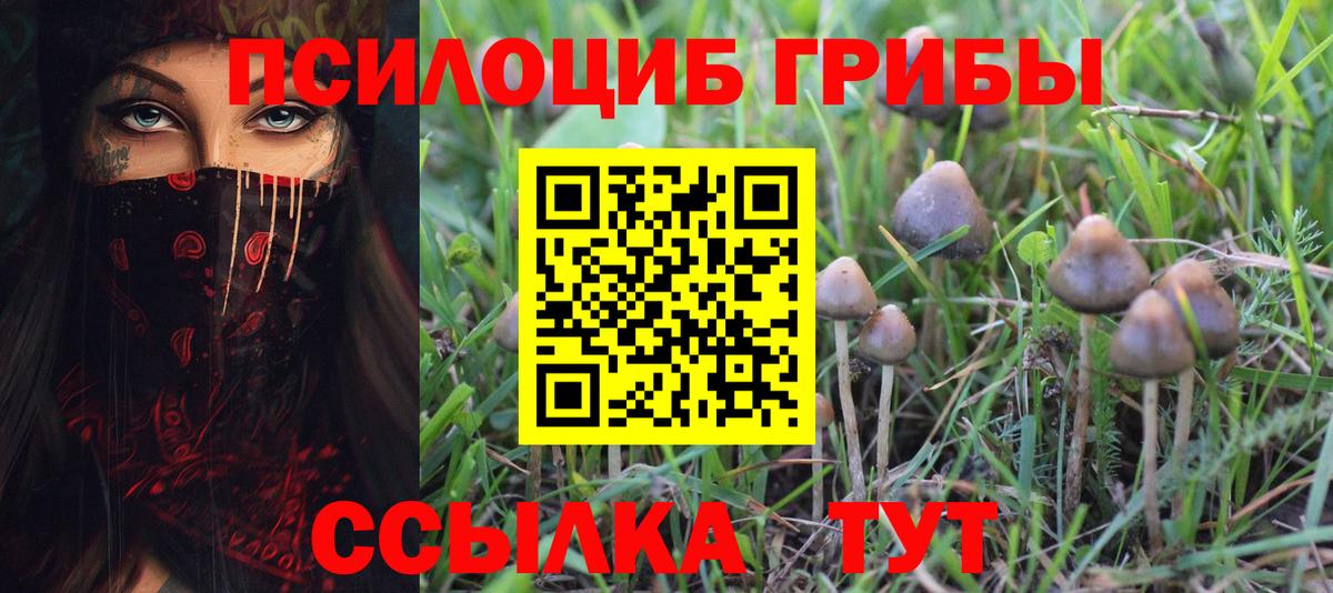 Волжск  Галлюциногенные грибы Psilocybine cubensis  Вход с VPN 